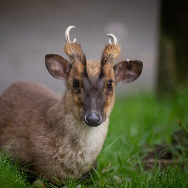Reeves' Muntjac Columbus Zoo and Aquarium